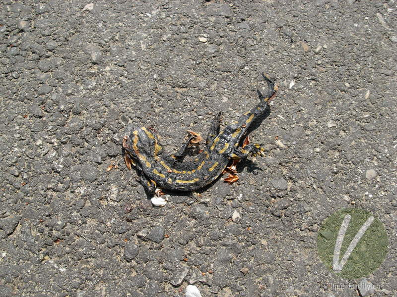 Feuersalamander: Übersicht